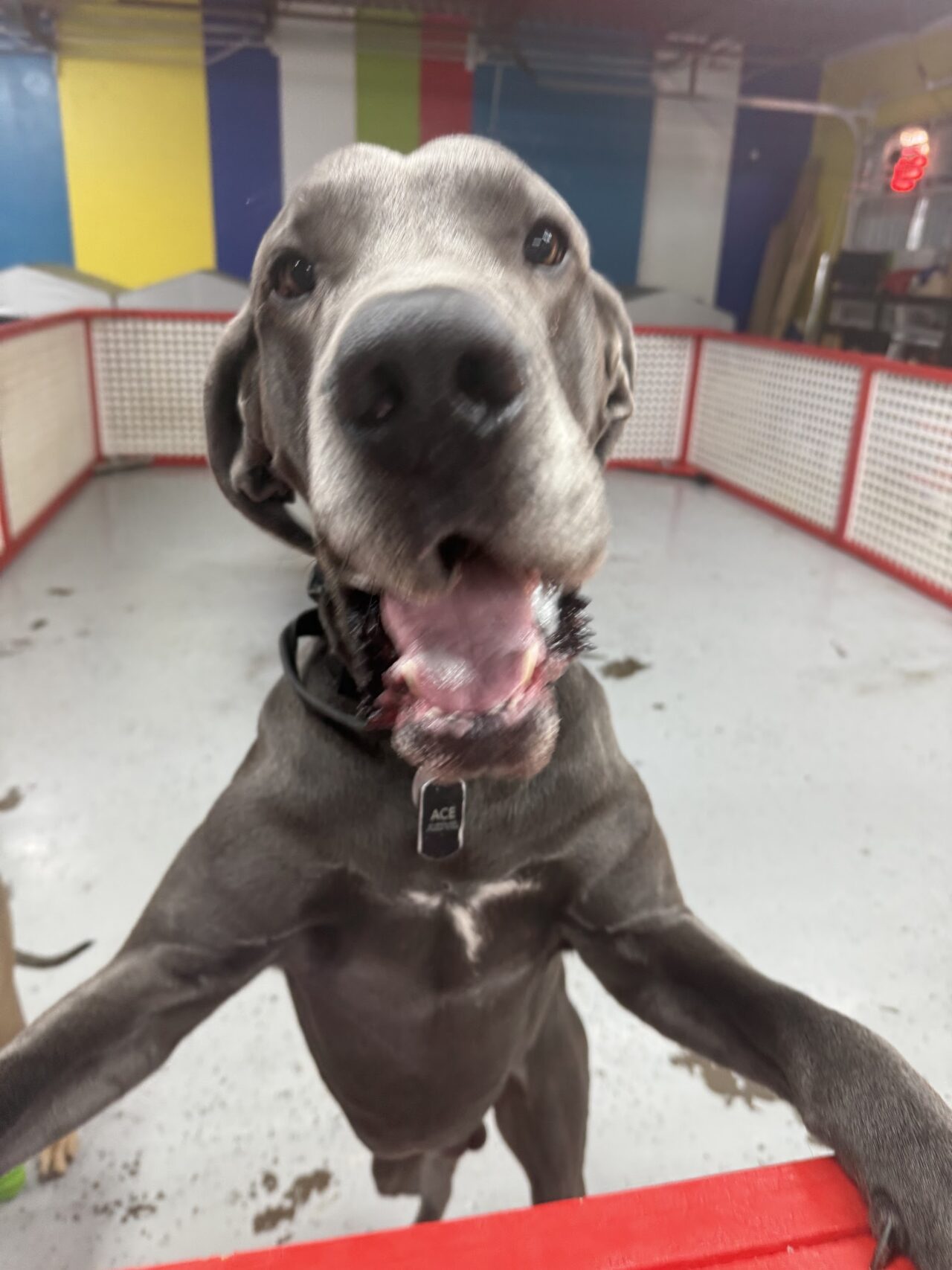 Great Dane Ace