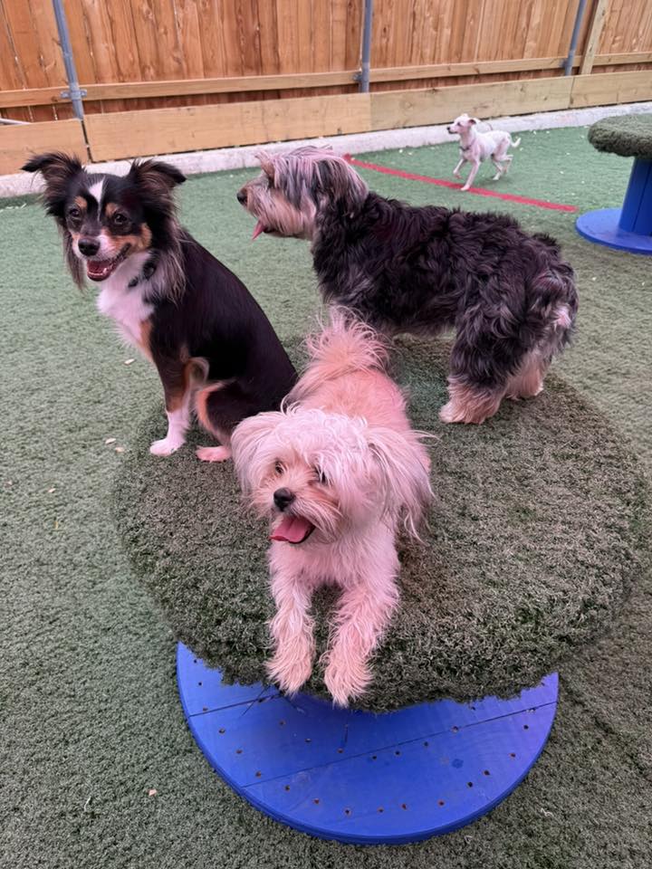 Beau and Friends